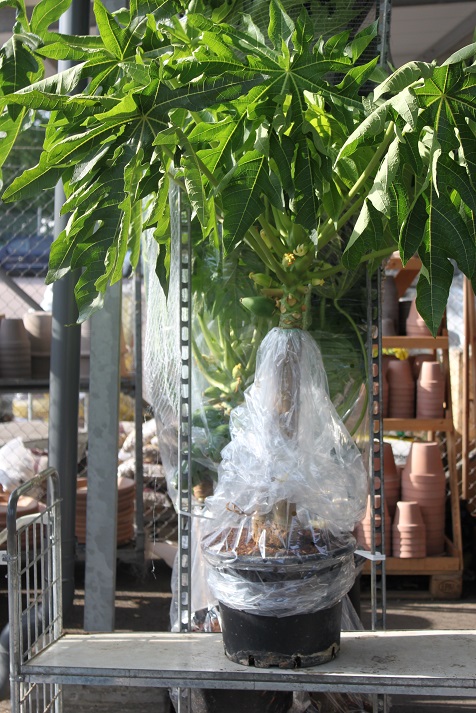 Bild på Krukväxter Papaya Carica