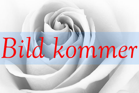 Bild på Krukväxter Medinilla Jadore Dolce Vita  *6