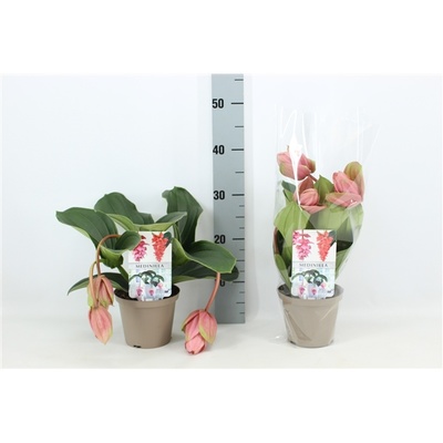 Bild på Krukväxter Medinilla Piccolino Candy  *7 2-buds
