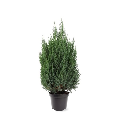 Bild på Krukväxter Juniperus Stricta *1