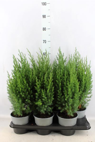 Bild på Krukväxter Juniperus Stricta *6