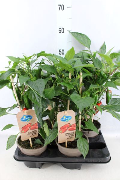 Bild på Krukväxter Paprika snack pepper *4