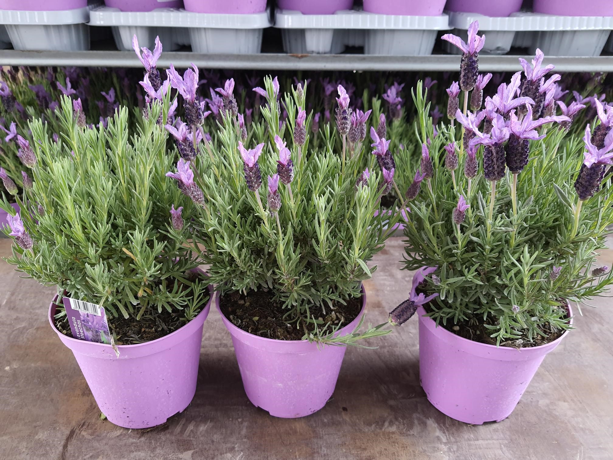 Bild på Krukväxter Lavendel Stoechas 