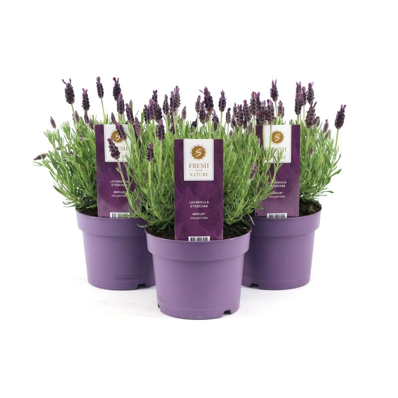 Bild på Krukväxter Lavendel fjäril *6  Stoechas