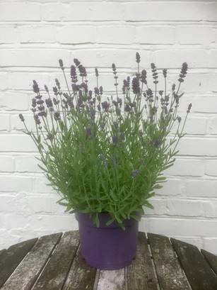 Bild på Krukväxter Lavendel Hidcote *6