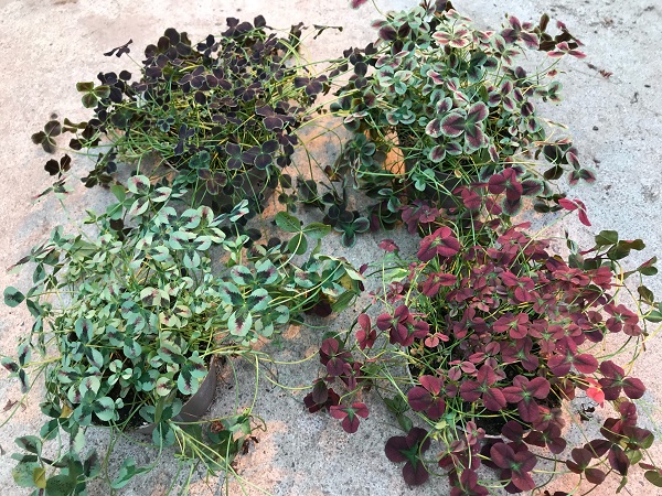 Bild på Krukväxter Trifolium Repens  *10