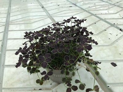 Bild på Krukväxter Trifolium Dark Debbie  *10
