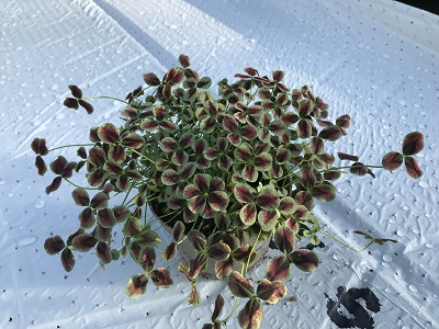 Bild på Krukväxter Trifolium Estelle  *10