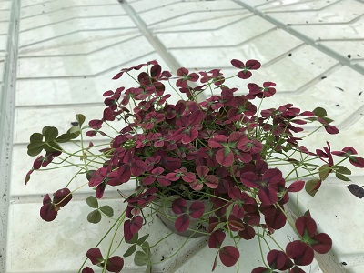Bild på Krukväxter Trifolium Isabella *10