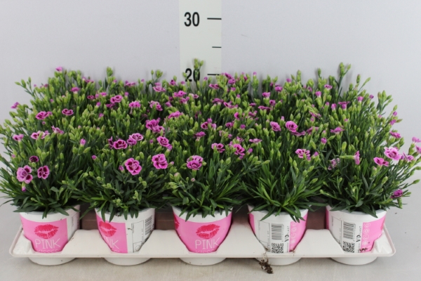 Bild på Krukväxter Dianthus Pink Kisses *15