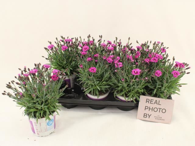 Bild på Krukväxter Dianthus Purple Wedding *8