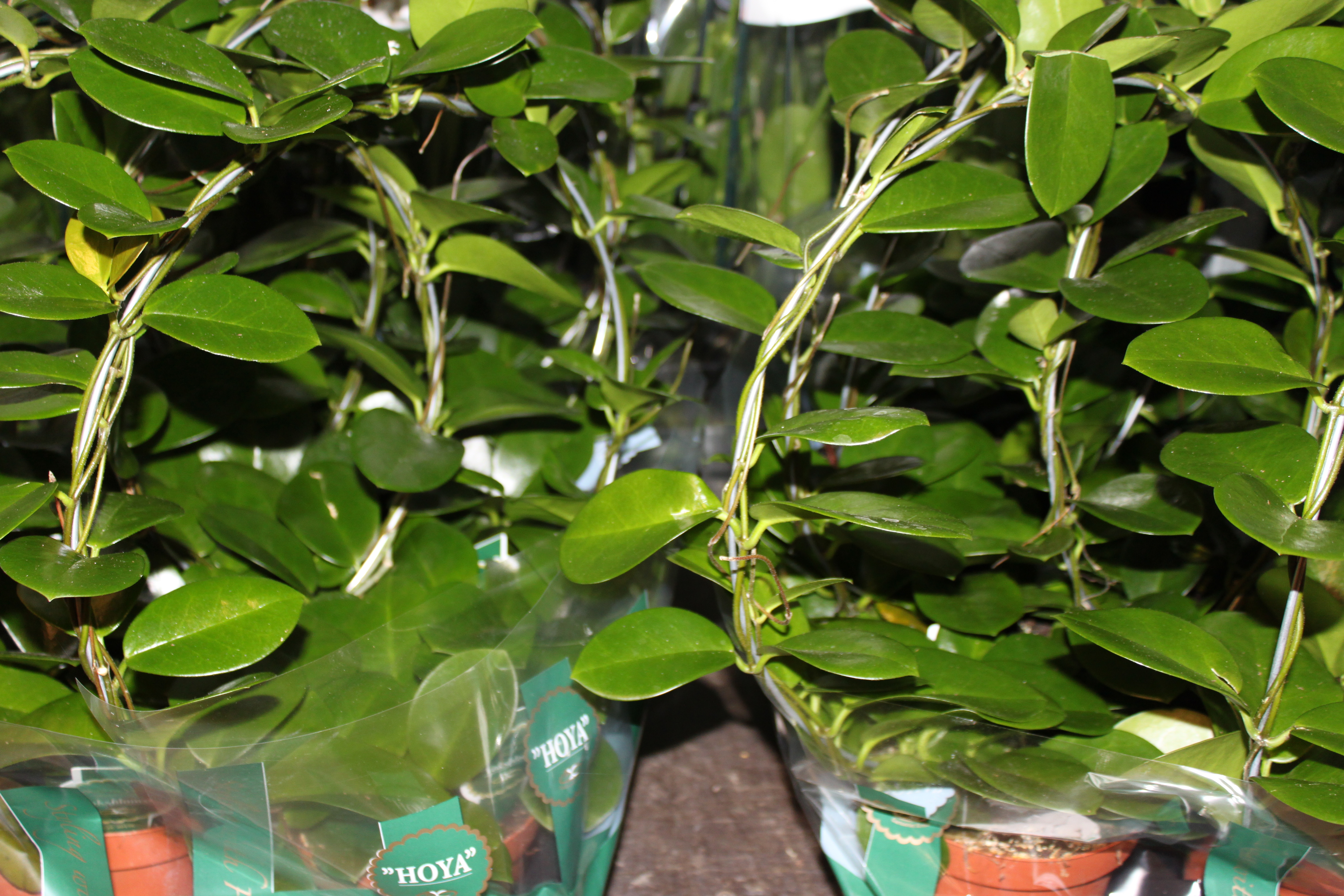 Bild på Krukväxter Hoya Australias båge *6