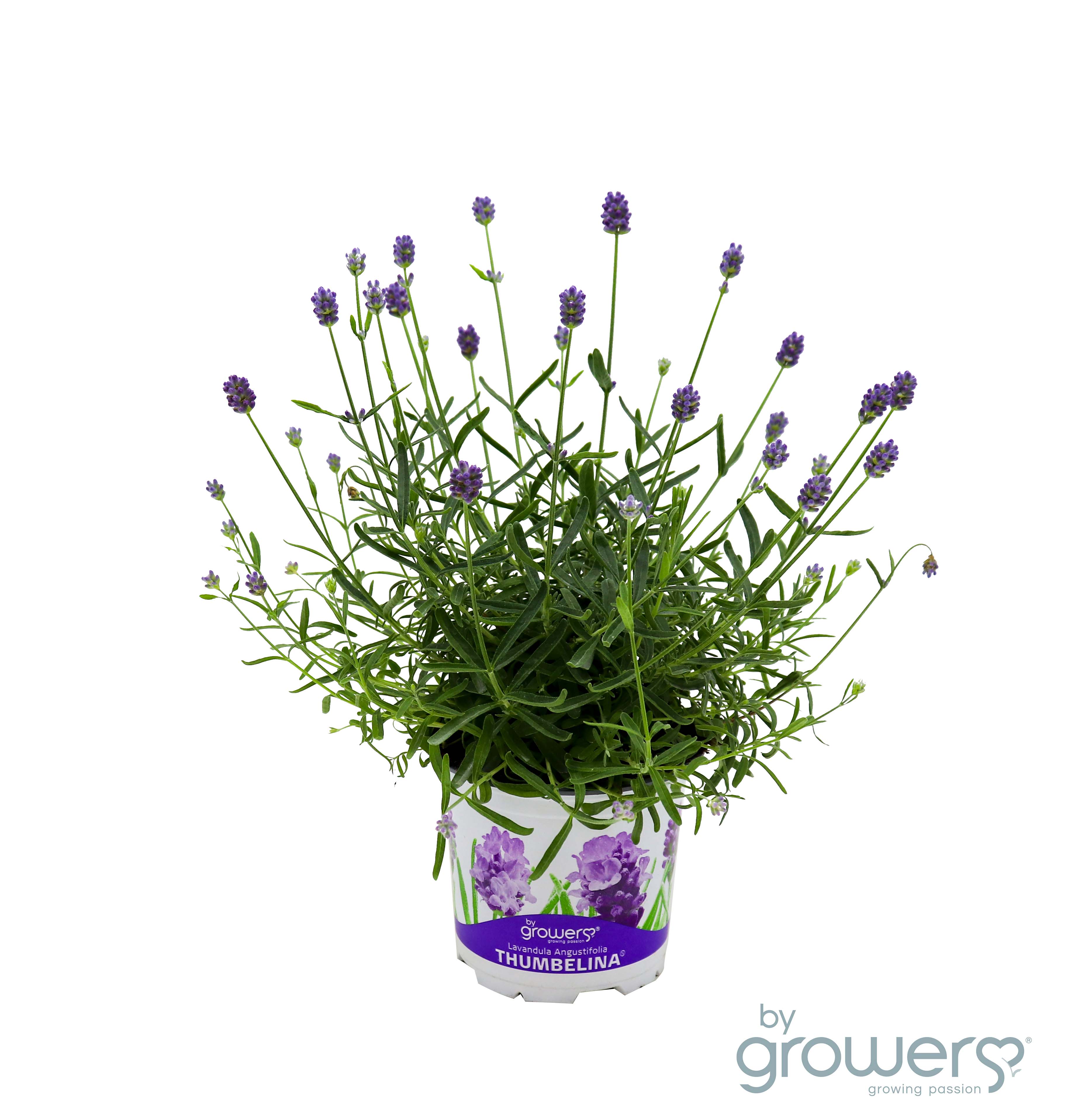 Bild på Krukväxter Lavendel Thumbelina *15