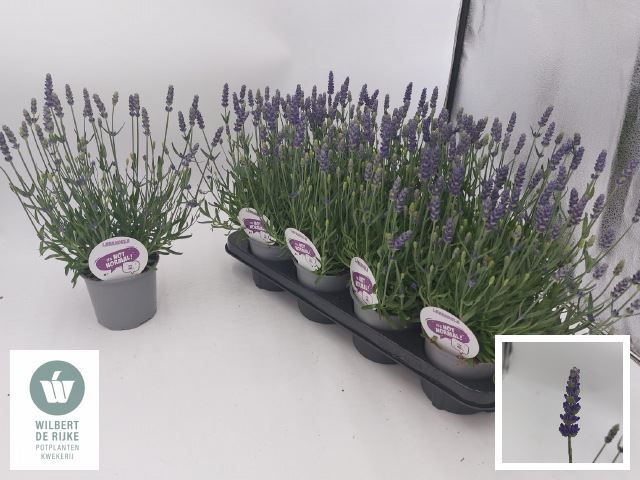 Bild på Krukväxter Lavendel Angustifolia *8