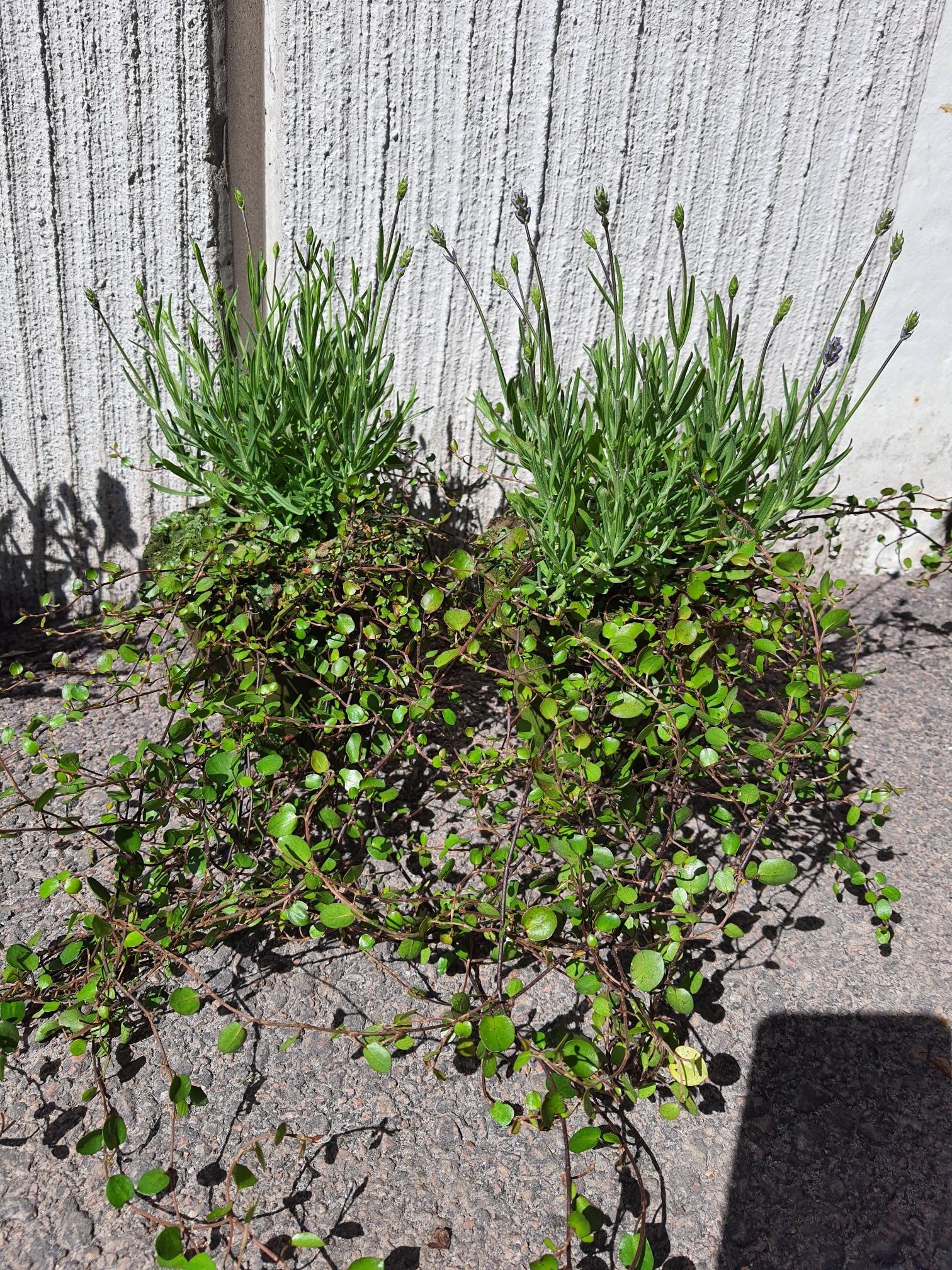 Bild på Krukväxter Lavendel/Muehlenbeckia lerkruka *6