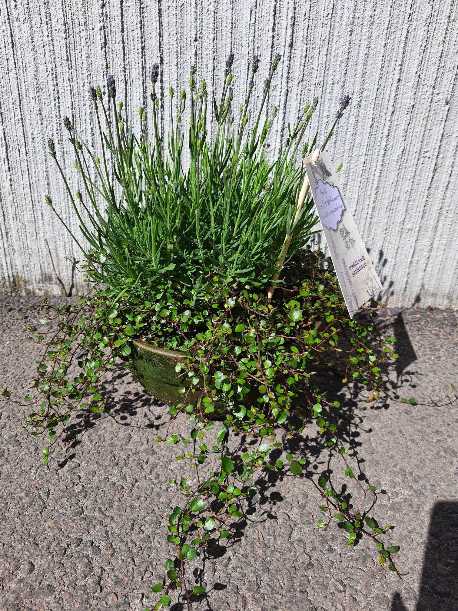 Bild på Krukväxter Lavendel/Muehlenbeckia lerkruka *1