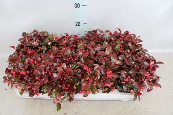 Bild på Krukväxter Gaulteria *8 red heavy