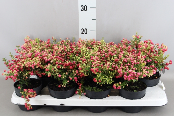Bild på Krukväxter Gaulteria rosa *12