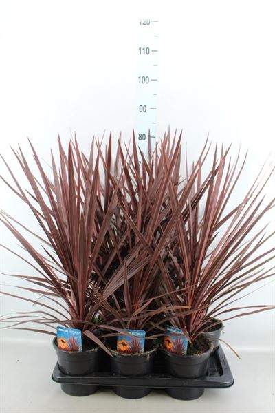 Bild på Krukväxter Cordyline australis Red Star *6