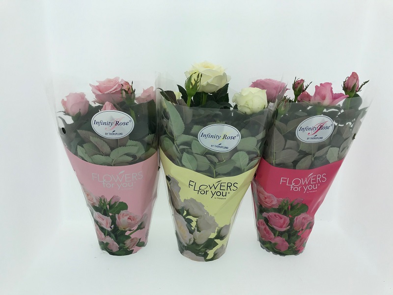 Bild på Krukväxter Rosor Infinity Rosa *15
