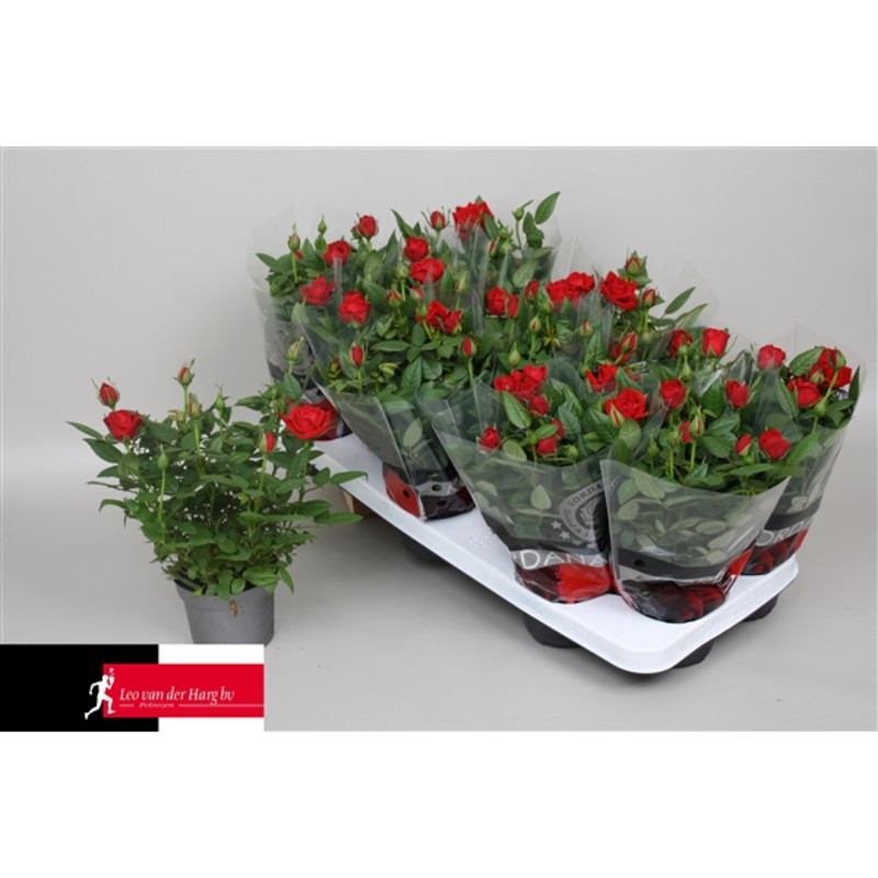 Bild på Krukväxter Rosor röda *15