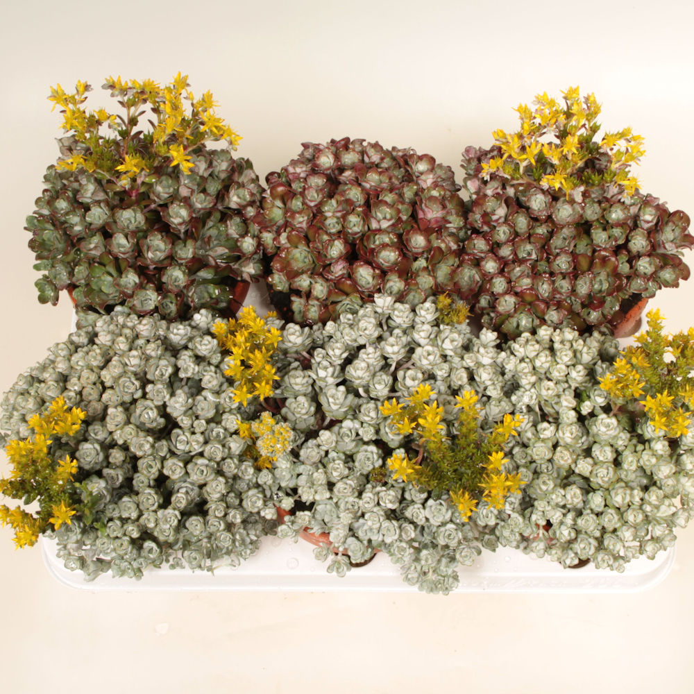 Bild på Krukväxter Sedum Spathuli. Cape Blanc *6