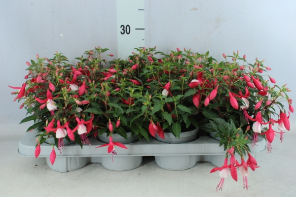 Bild på Krukväxter Fuchsia mix *8