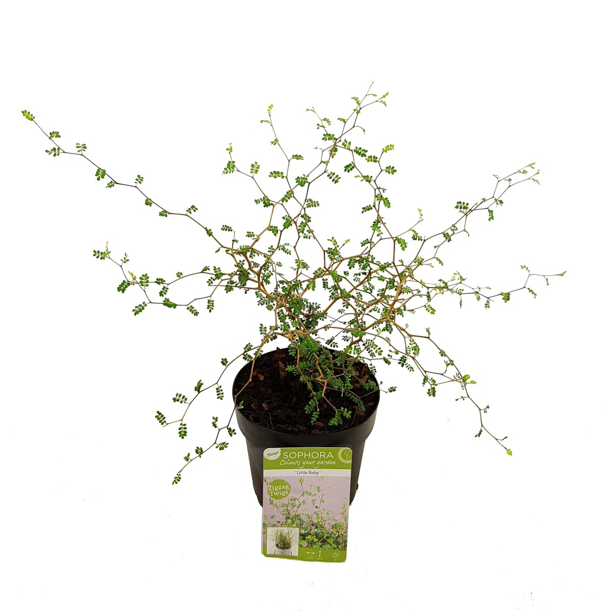 Bild på Krukväxter Sophora Japonica *8