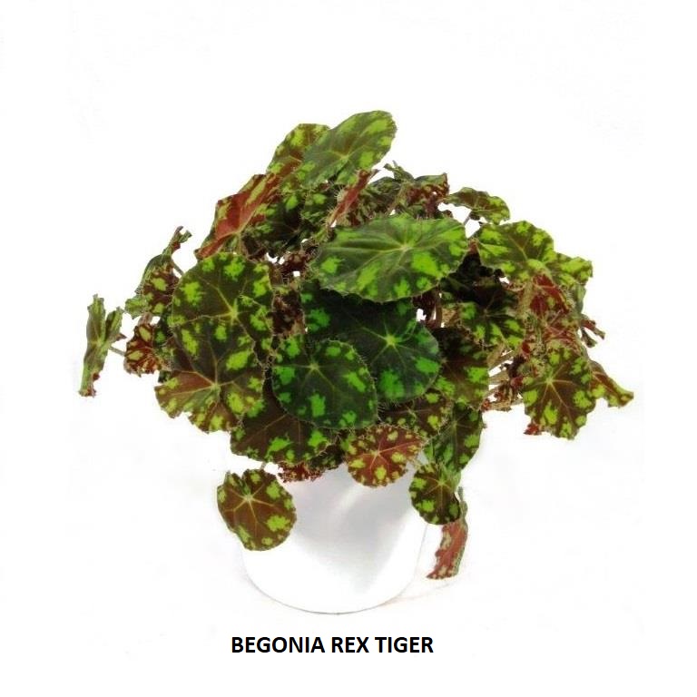 Bild på Krukväxter Begonia Rex olika sorter *8