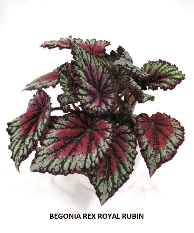 Bild på Krukväxter Begonia Rex olika sorter *8