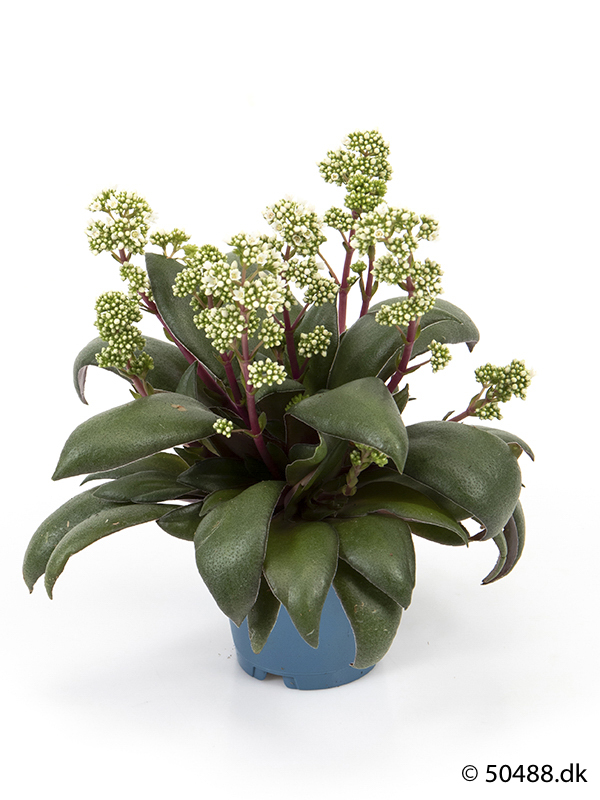 Bild på Krukväxter Crassula  orbicularis  *8