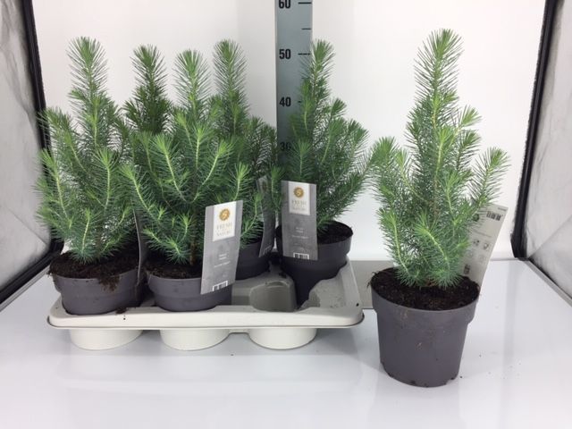 Bild på Krukväxter Pinus Pinea Silvercrest *15