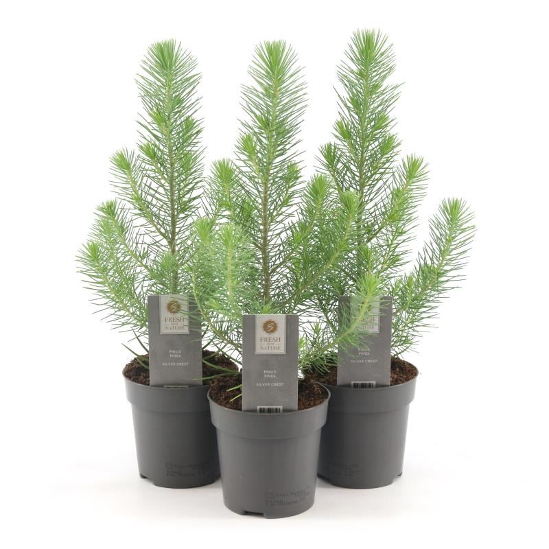 Bild på Krukväxter Pinus pinea Silvercrest *6