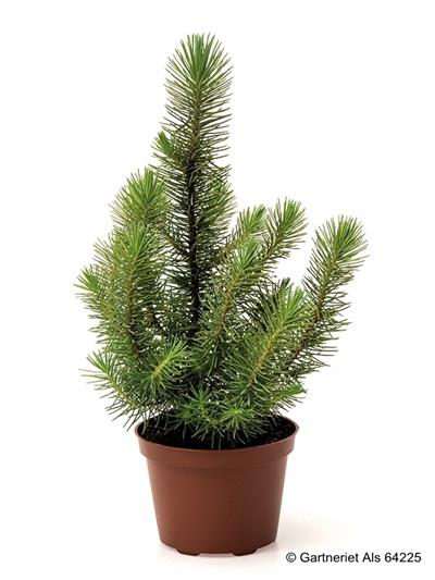 Bild på Krukväxter Pinus pinea 