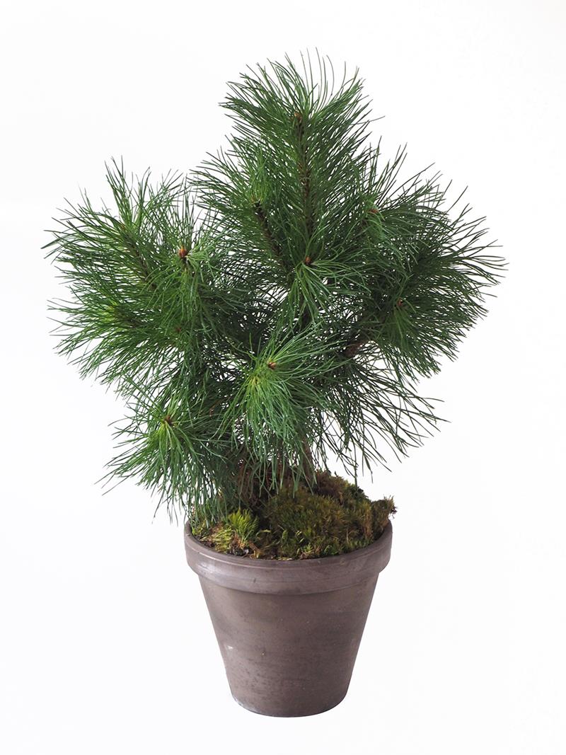 Bild på Krukväxter Pinus Mugo Lerkruka *4
