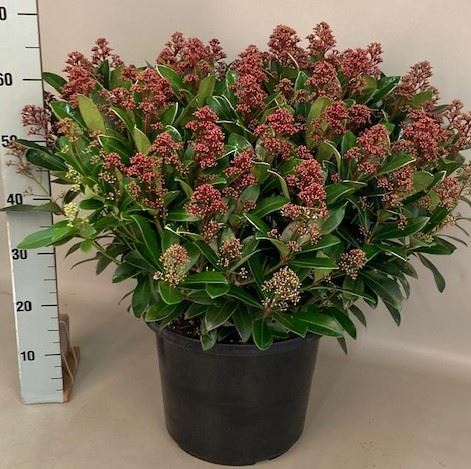 Bild på Krukväxter Skimmia rubella XL *1