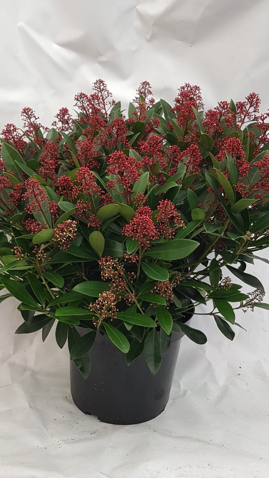 Bild på Krukväxter Skimmia rubella XL *1