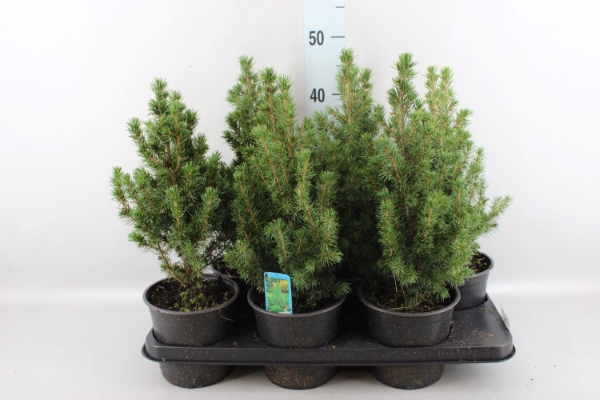 Bild på Krukväxter Picea Conica *10