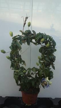 Bild på Krukväxter Passiflora båge *10