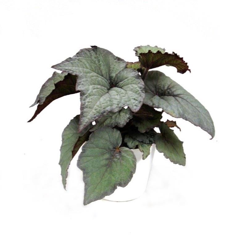 Bild på Krukväxter Begonia Rex silver *8