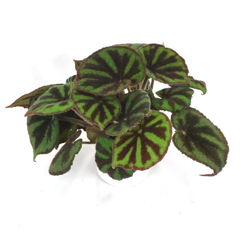 Bild på Krukväxter Begonia Rex Masoniana *8