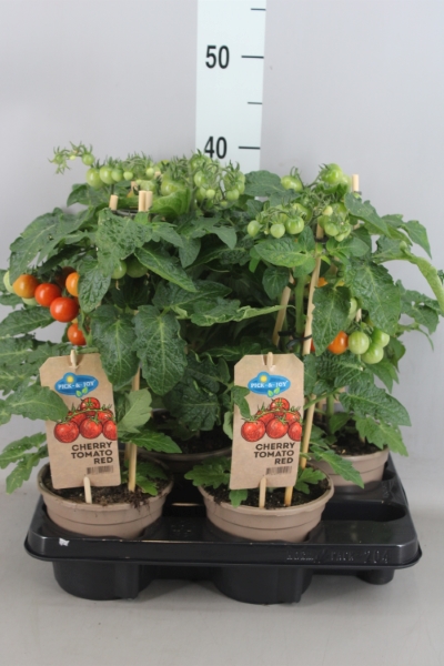 Bild på Krukväxter Tomat *4 Cheery Tomato