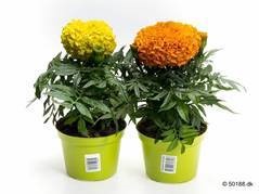 Bild på Krukväxter Tagetes Erecta Taishan *12