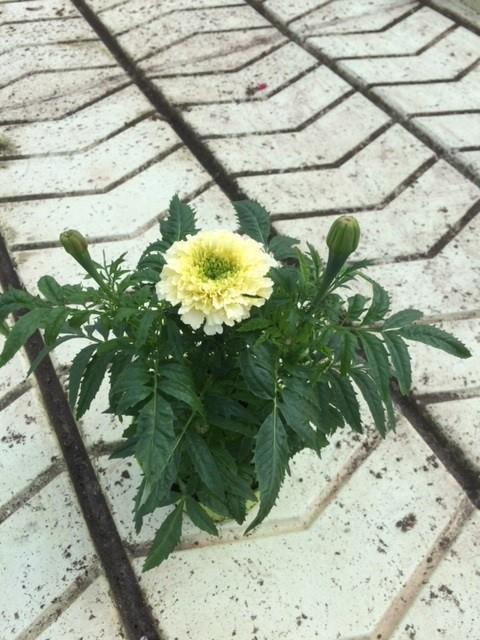 Bild på Krukväxter Tagetes Erecta Vanilla *12