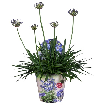 Bild på Krukväxter Agapanthus *6