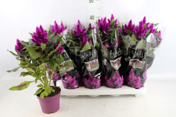 Bild på Krukväxter Celosia Deep Purple *10