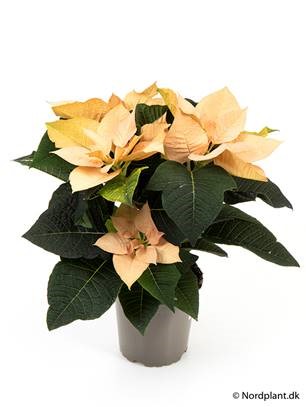 Bild på Julstjärna Autumn Leaves *8 Euphorbia