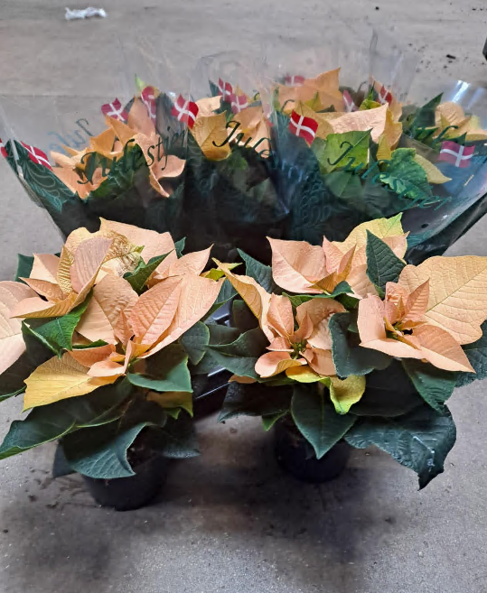 Bild på Julstjärna Autumn Leaves *8 Euphorbia