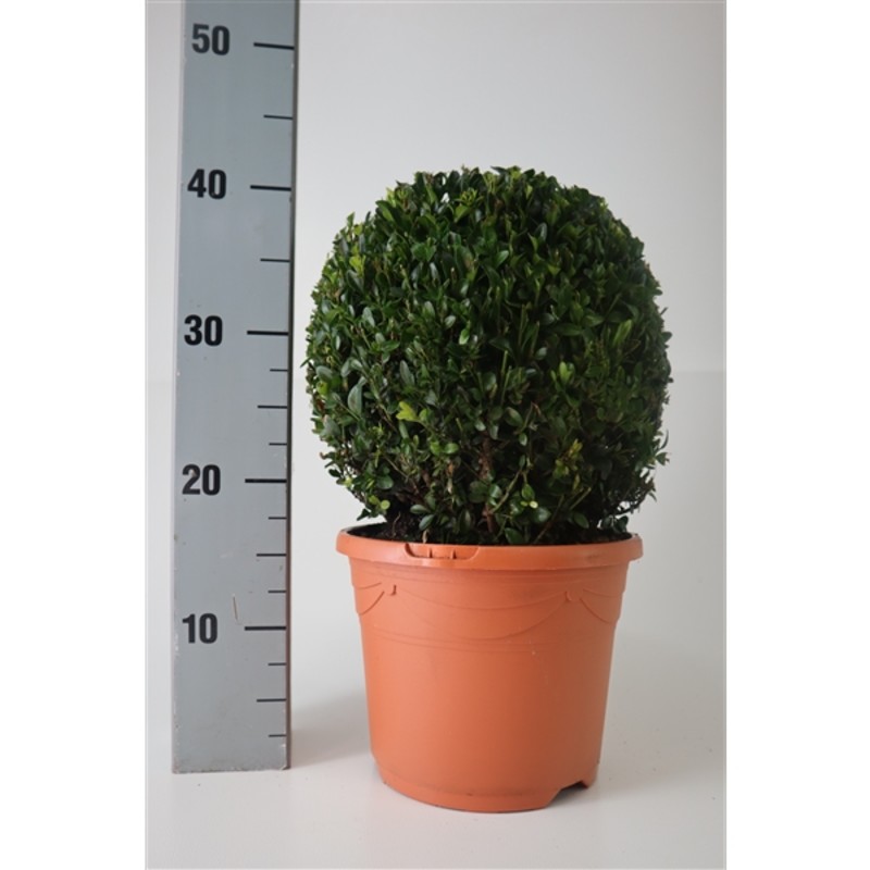 Bild på Krukväxter Buxus *1 Ø27cm