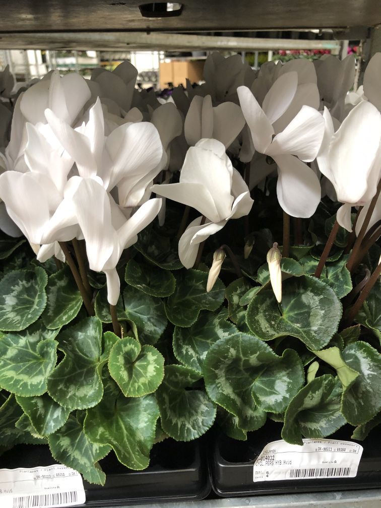 Bild på Krukväxter Cyclamen vit *8 krim